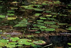 Zoological: Caiman