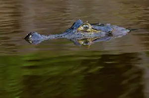 Population: Caiman are Alligators with a narrow snout