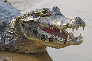 Opened: Caiman (Caimaninae), Crocodile (Alligatoridae)