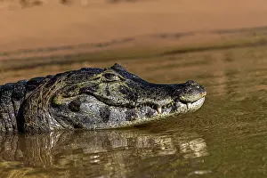 Caiman: Caiman along Cuiaba River, Pantanal, Brazil