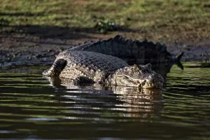 Caiman: Caiman in the Cuiaba River, Pantanal, Brazil