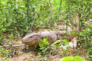 Caimans: Caiman Lizard