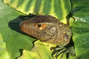 Guianensis: Caiman Lizard