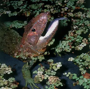 Dracaena: Caiman Lizard