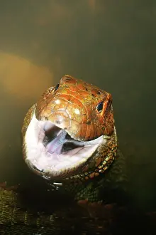 Guianensis: Caiman Lizard (Dracaena guianensis)