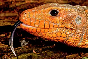 Guianensis: Caiman Lizard, Dracaena guianensis, Native