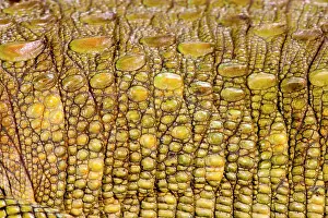 Guianensis: Caiman Lizard, Dracaena guianensis, Native