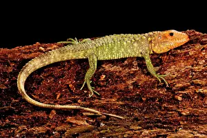 Guianensis: Caiman Lizard, Dracaena guianensis, Native