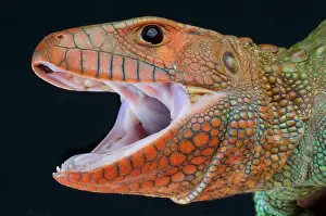 Amazonia: Caiman lizard (Dracaena guianensis), Peru