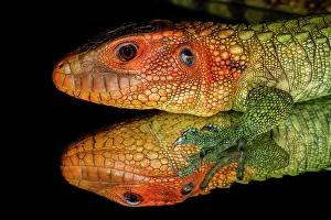 Caiman: Caiman lizard reflected on glass