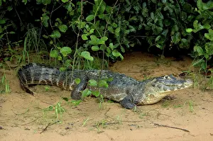 Caimans: Caiman in the Pantanal, Brazil