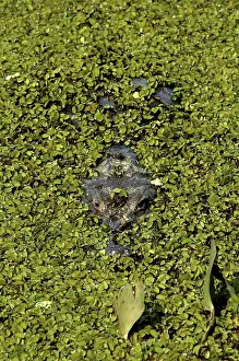 Caimans: Caiman in the Pantanal, Brazil