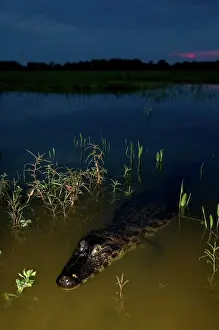 Caimans: Caiman in the Pantanal, Brazil