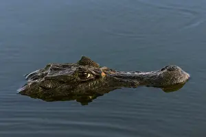 Caiman: Caiman, Pantanal, Brazil