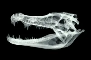 Yacare: Caiman Skull X-ray