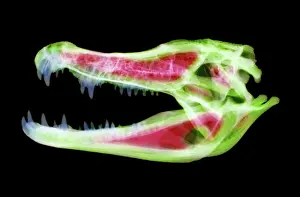 Yacare: Caiman Skull X-ray