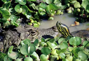 Uruguay: Caiman and Turtle