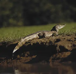 Caiman: Caiman in Venezuela