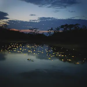 Caimans: Caimans at Night