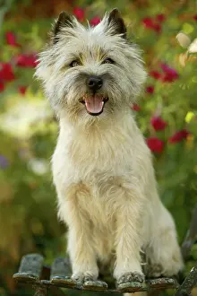 Scruffy: Cairn Terrier