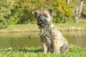 220222: Cairn Terrier dog outdoors