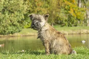 220222: Cairn Terrier dog outdoors