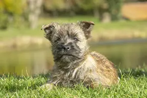 220222: Cairn Terrier dog outdoors