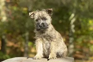 220222: Cairn Terrier dog outdoors