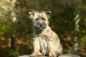 Cairn: Cairn Terrier dog outdoors