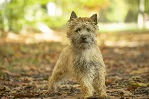 Cairn: Cairn Terrier dog outdoors in the woods in autumn