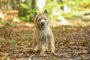 Cairn: Cairn Terrier dog outdoors in the woods in autumn