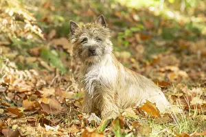 Cairn: Cairn Terrier dog outdoors in the woods in autumn