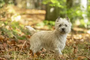 Cairn: Cairn Terrier dog outdoors in the woods in autumn