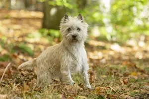 Cairn: Cairn Terrier dog outdoors in the woods in autumn