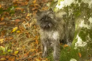 Cairn: Cairn Terrier dog outdoors in the woods in autumn