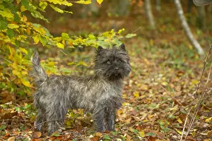 Cairn: Cairn Terrier dog outdoors in the woods in autumn
