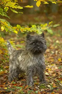 Cairn: Cairn Terrier dog outdoors in the woods in autumn