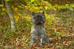 Cairn: Cairn Terrier dog outdoors in the woods in autumn
