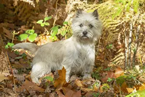 Cairn: Cairn Terrier dog outdoors in the woods in autumn