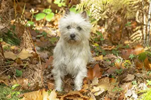 Cairn: Cairn Terrier dog outdoors in the woods in autumn