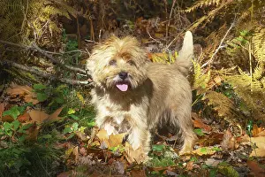 Cairn: Cairn Terrier dog outdoors in the woods in autumn