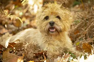 Cairn: Cairn Terrier dog outdoors in the woods in autumn