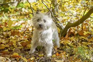 Cairn: Cairn Terrier dog outdoors in the woods in autumn