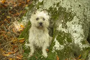 Cairn: Cairn Terrier dog outdoors in the woods in autumn