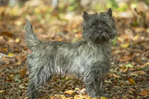 Cairn: Cairn Terrier dog outdoors in the woods in autumn
