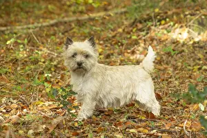 Cairn: Cairn Terrier dog outdoors in the woods in autumn