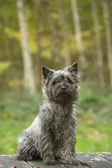 Cairn: Cairn Terrier dog outdoors in the woods in autumn
