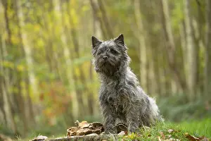 Cairn: Cairn Terrier dog outdoors in the woods in autumn