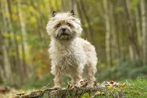 Cairn: Cairn Terrier dog outdoors in the woods in autumn