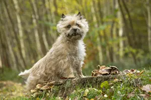 Cairn: Cairn Terrier dog outdoors in the woods in autumn